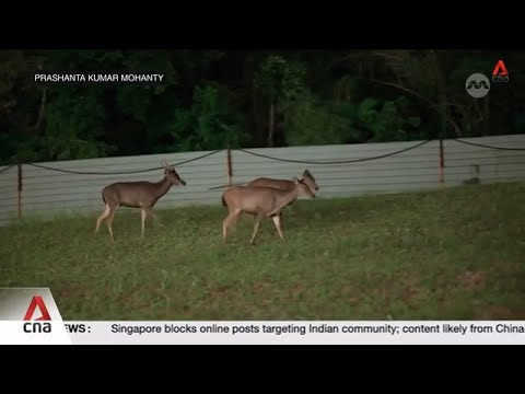Growing numbers of sambar deer creating new challenges for coexistence in urban landscape
