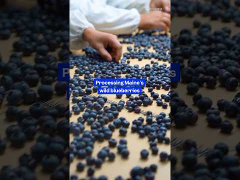 Here's how wild #blueberries are harvested and frozen in #Maine. #bigbusiness