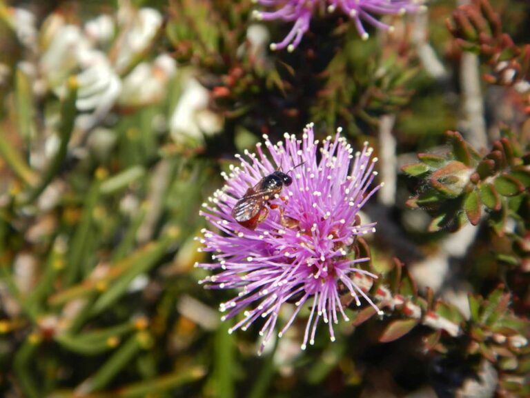 How will Australian native bees cope with climate change? Their nests hold a clue