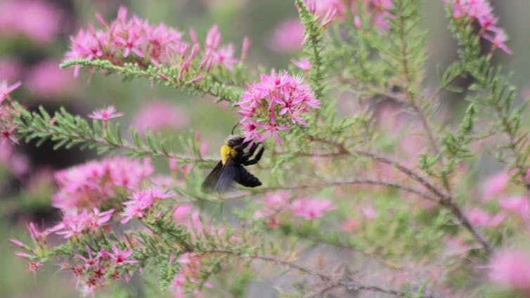 A large black and yellow bee feeding on a pink flower
