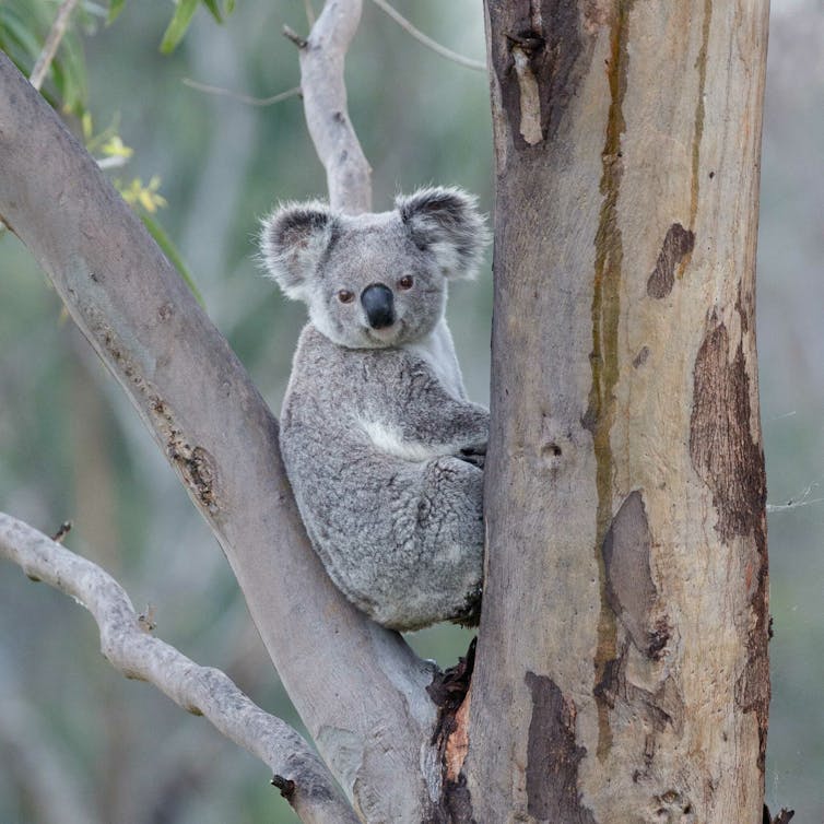 A grey koala sitting in between tree branches.