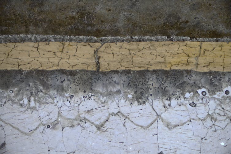 slice of bone showing dark, yellow and whitish layers.