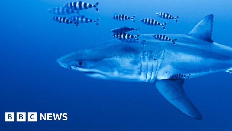 Rare footage captured of Great White shark in Mediterranean Sea