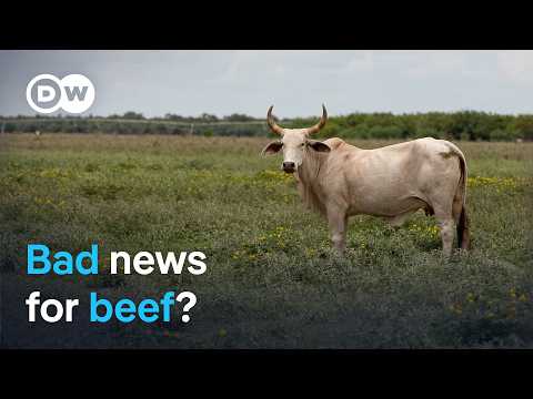 US screwworm threat: What the beef industry is up against | DW News