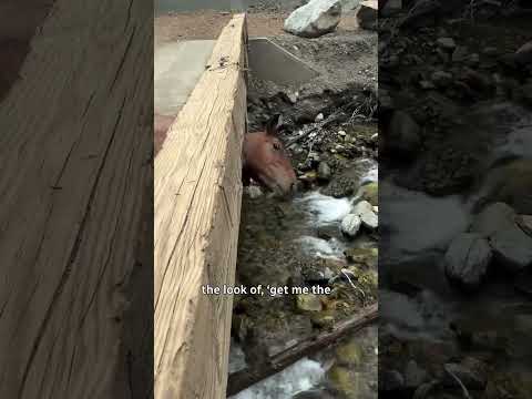 Horse with head stuck in bridge found by B.C. truck driver