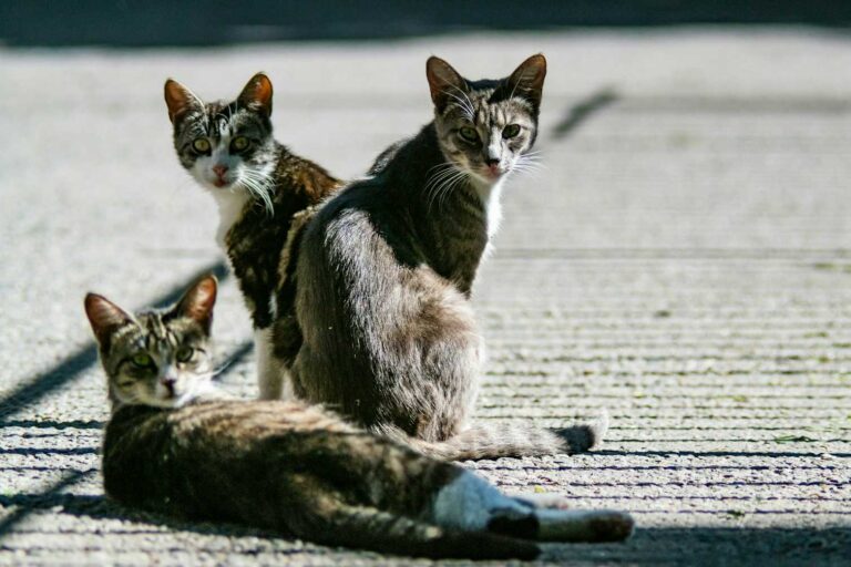 If so many people live with toxoplasmosis, how dangerous is this brain parasite really? Should I be worried?