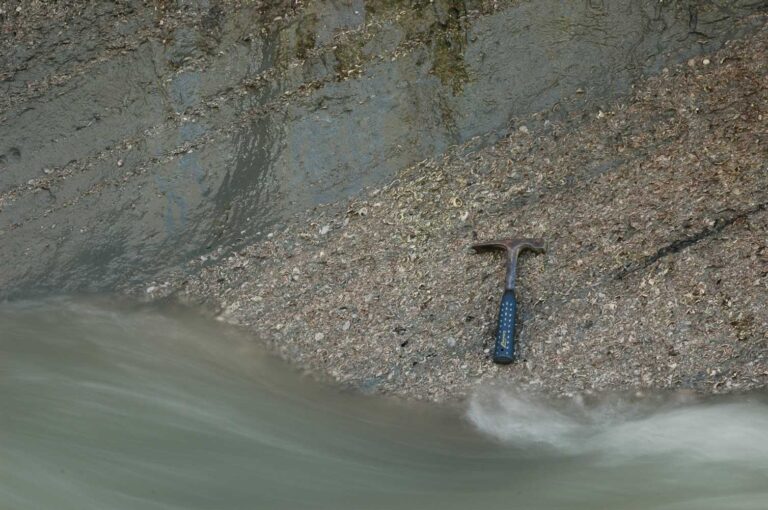 NZâs unique fossil record of marine molluscs helps scientists predict extinction risk â before itâs too late