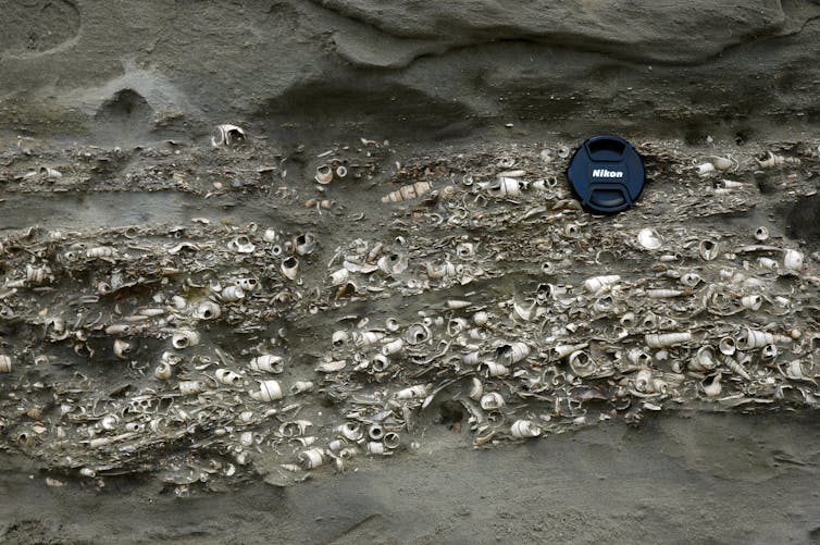 A shell bed of 18-million-year-old fossil clams and snails in White Rock River, Canterbury, with a camera lens cap for size comparison..
