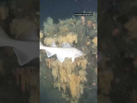 Quest shipwreck: What's living onboard