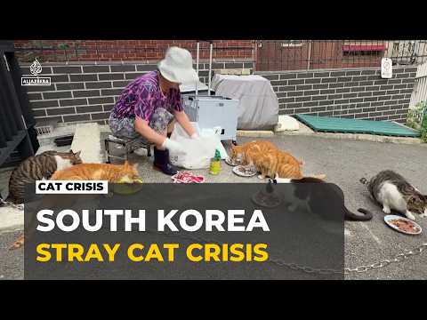 South Korea’s stray cats: As numbers grow, debate over culls gets louder