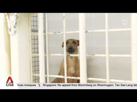 Animal welfare: Shelters welcome new guidelines but flag resource constraints