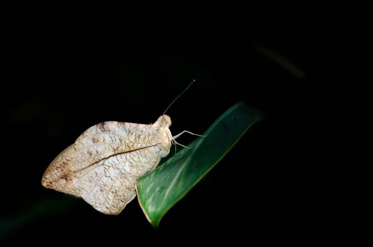Butterflies are on the move as the planet warms: new research