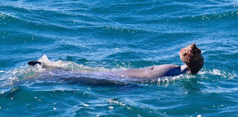 Dolphins learn how to use tools to hunt for fish from their mothers
