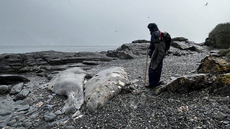 A dead elephant seal in South Georgia, seen in early 2025 during the bird flu outbreak on the island.