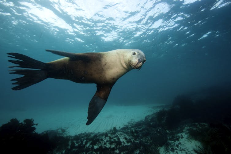 An Australian sea lion swimming underwater.