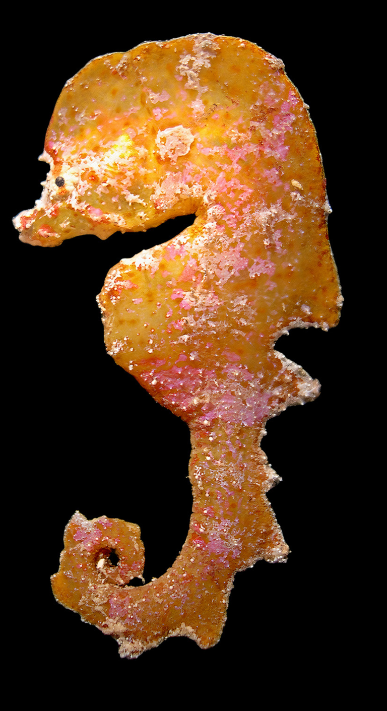 New museum find shows nature can’t stop inventing seahorses