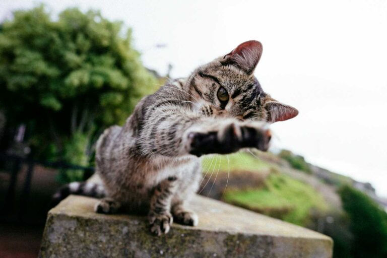 Play-fighting or just fighting? New study suggests a rethink on how we play with cats