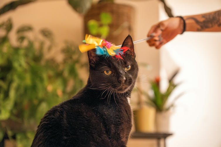 A black cat looks unimpressed with a colourful fluffy toy placed on its head, but is not in distress.