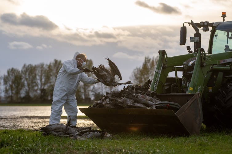 man loading dead birds onto a tractor scoop.