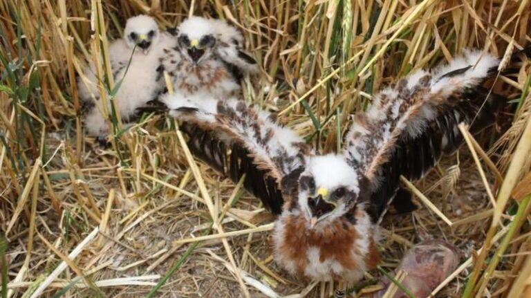 UK's rarest bird of prey rears new chicks in secret location