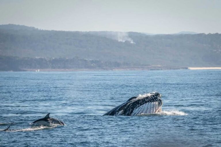 Videos capture humpback whales stopping to snack as they migrate along Australia’s coast