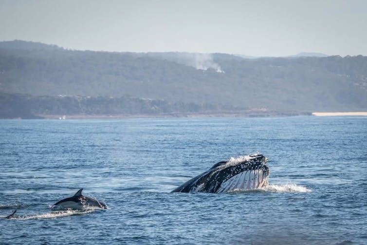 A whale lunging out of the water, beside a pod of dolphins.