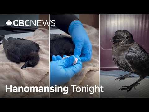 Crows are being given naloxone as B.C.'s toxic drug crisis spreads | Hanomansing Tonight