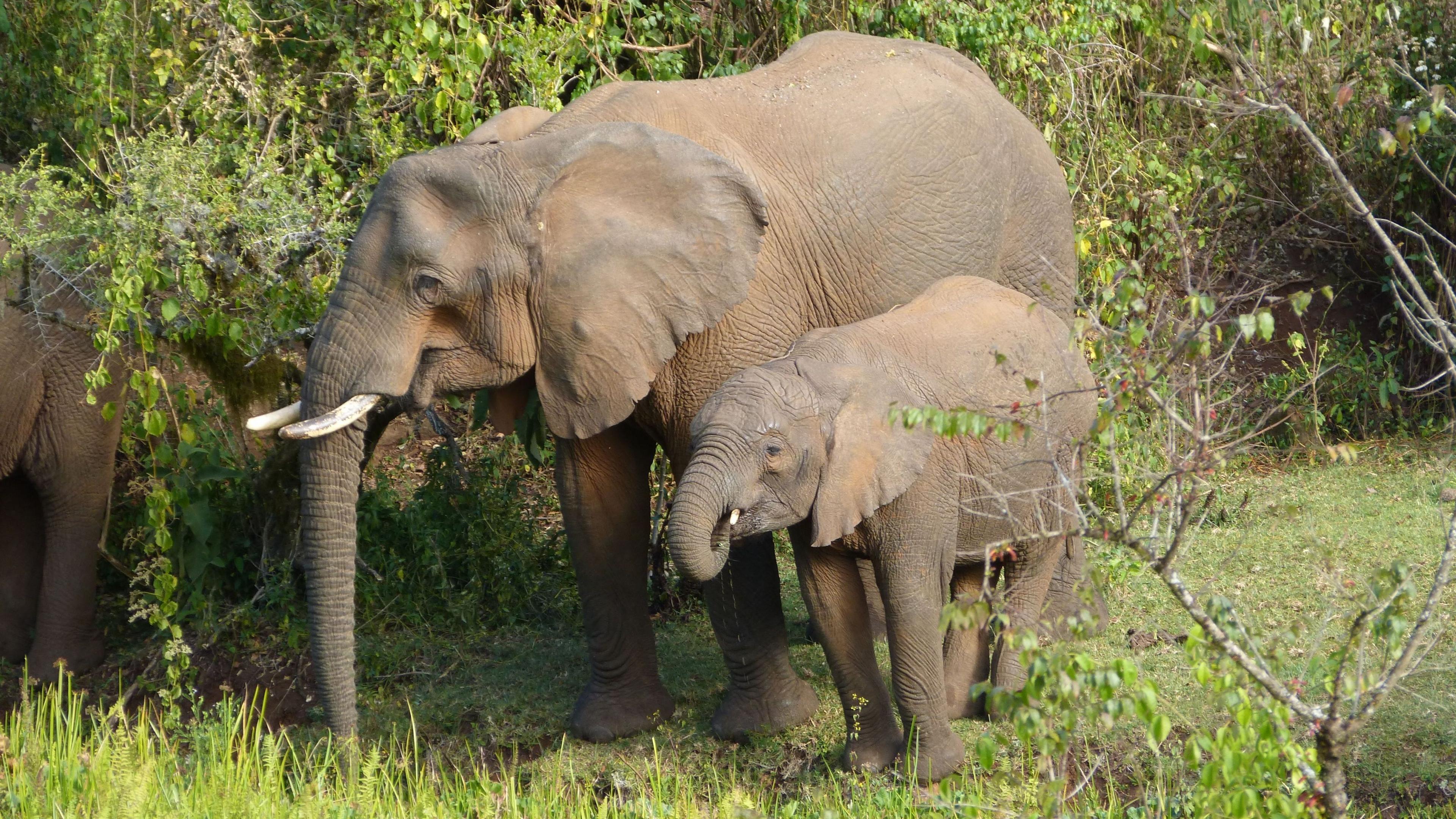 The image shows two elephants - a mother on the left and a small calf next to her on the right of the image. They appear to be eating forest plants. There is dense, green forest around them and their mouths are open as if mid-meal.