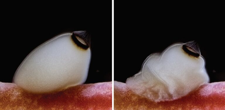 How brainless sea sponges use sunset as a cue to prepare for metamorphosis