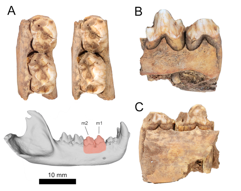 New fossils show Tasmanian devils lived with people in outback Western Australia 45,000 years ago