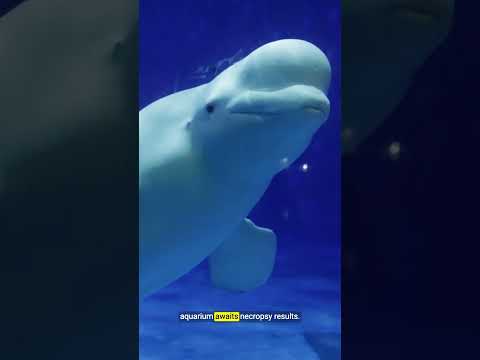 Why even the best aquariums can’t give animals what they need