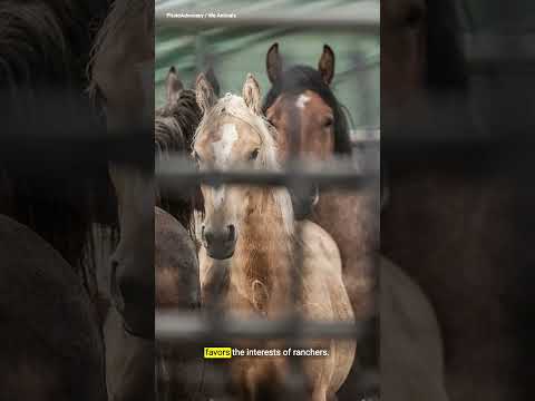 Why some of America’s wild horses are being slaughtered
