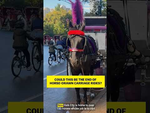 Could this be the end of horse-drawn carriage rides?