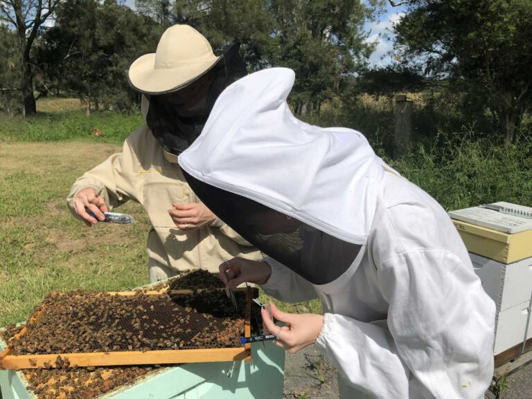 Honey bee hives have âliving immune systemsâ which defend against disease