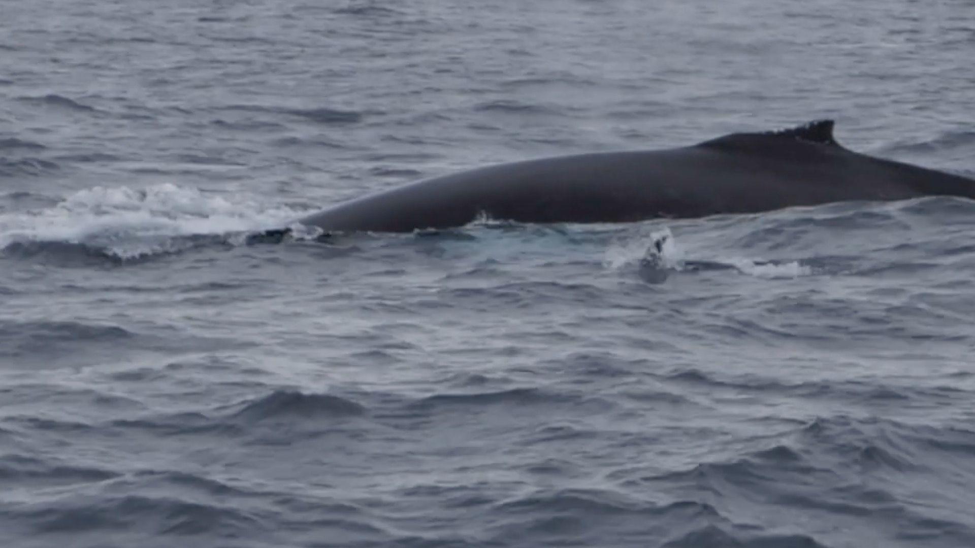 A grey humpack whale in a large body of open water.