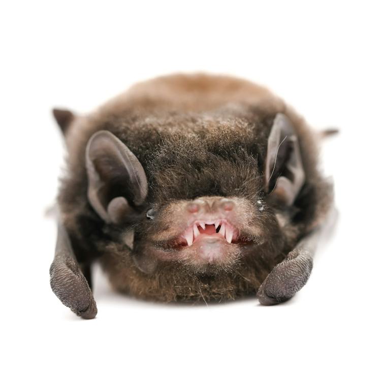 Close-up of a brown, fluffy bat in front of a white background.