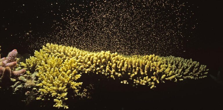Spawning coral release quintillions of eggs each year: new research