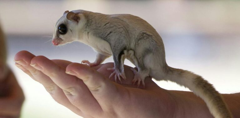 There’s a hidden bias affecting what we know – and don’t know – about nature
