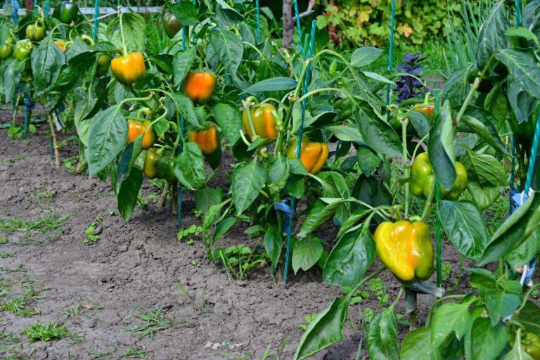What’s the difference between green, yellow and red capsicums? It’s more than what you see