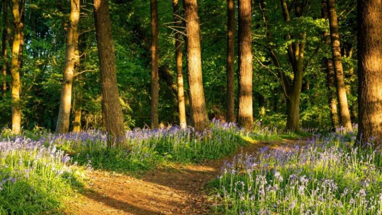 Will a new strategy help protect Northern Ireland's nature?