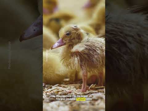 Will foie gras be banned for animal cruelty?